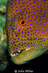 Coral Grouper close up. by John Miller 